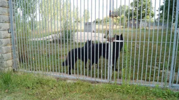 pension-chien