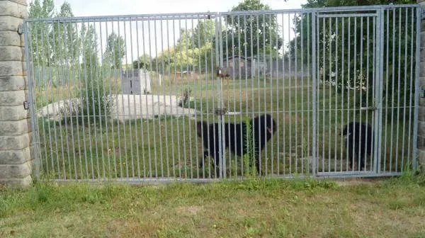 pension-chien