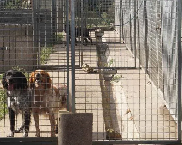 Pension Chien près de Royan