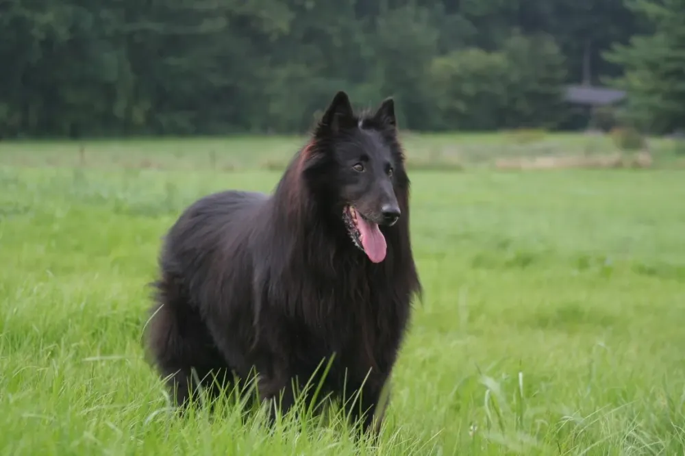 Berger Belge Groenendael près de Royan