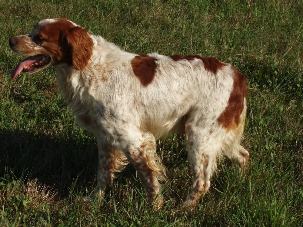Elevage de chien près de Royan