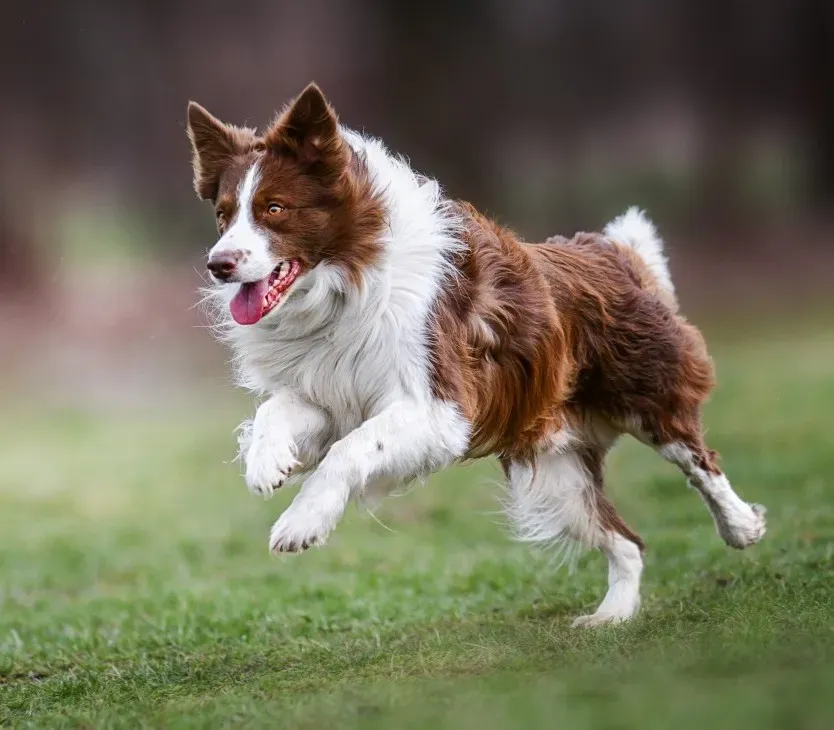 chien