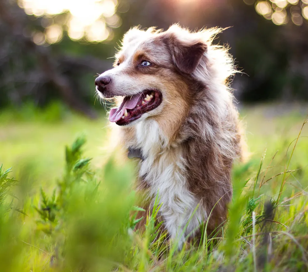 chien