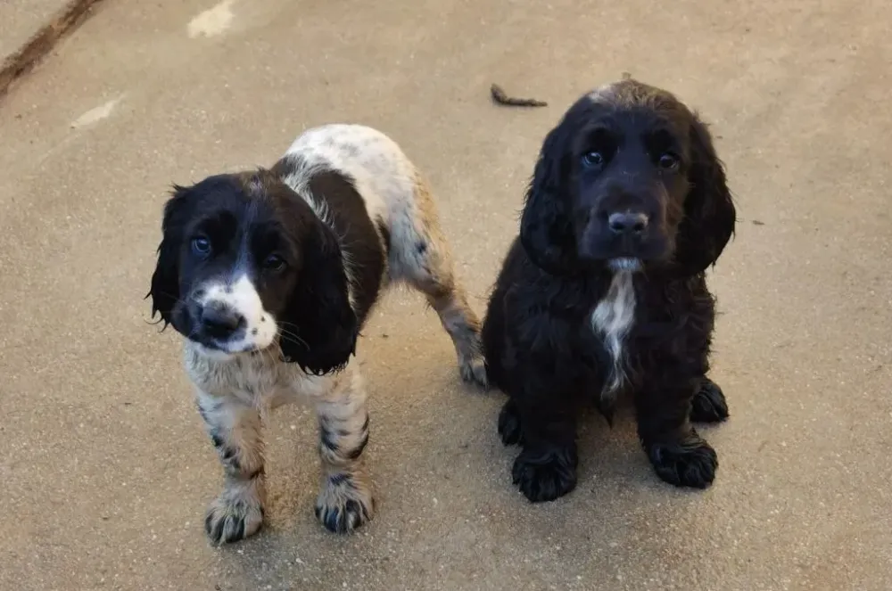 Chiots Berger Belge Groenendael près de Royan