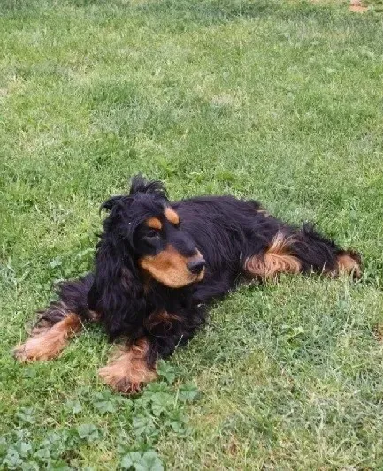 chiens-Cocker-Spaniel-Anglais