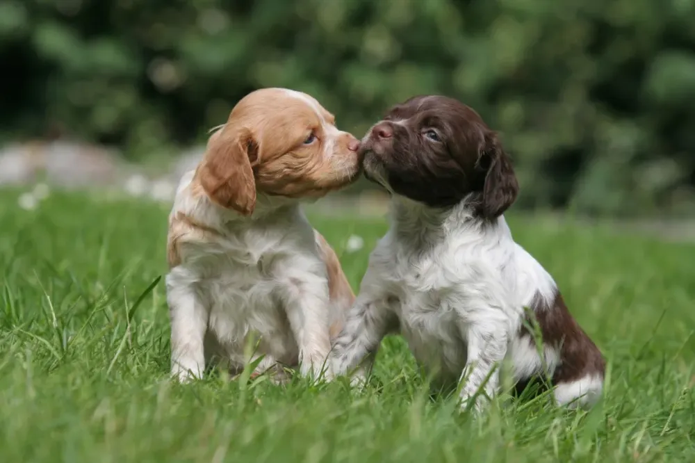 Chiots Épagneuls près de Royan