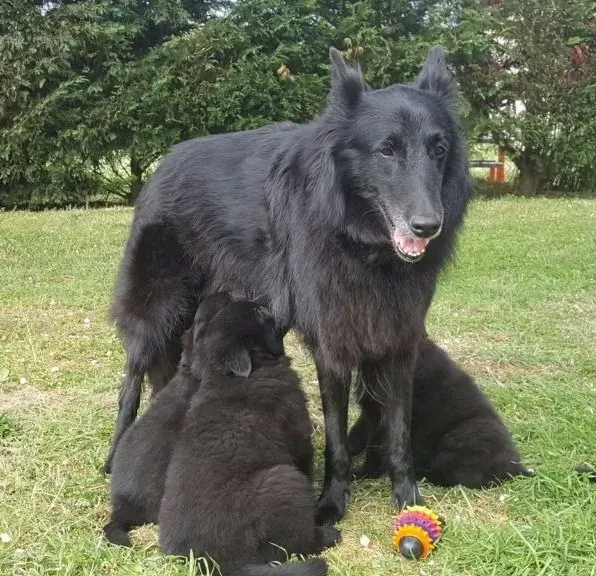 Chiot 4