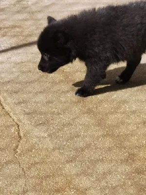 Chiot